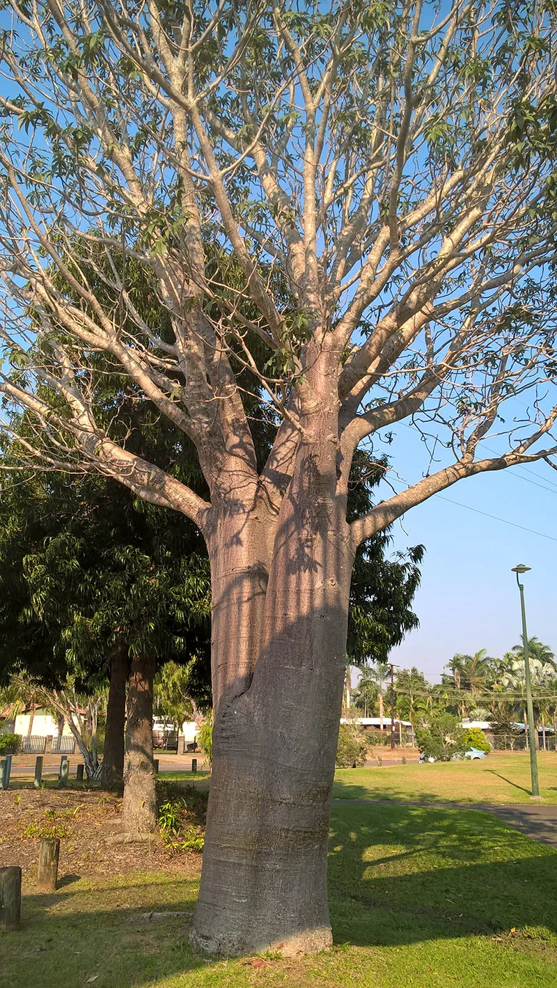 Adansonia gregorii (Boab) — Territory Native Plants