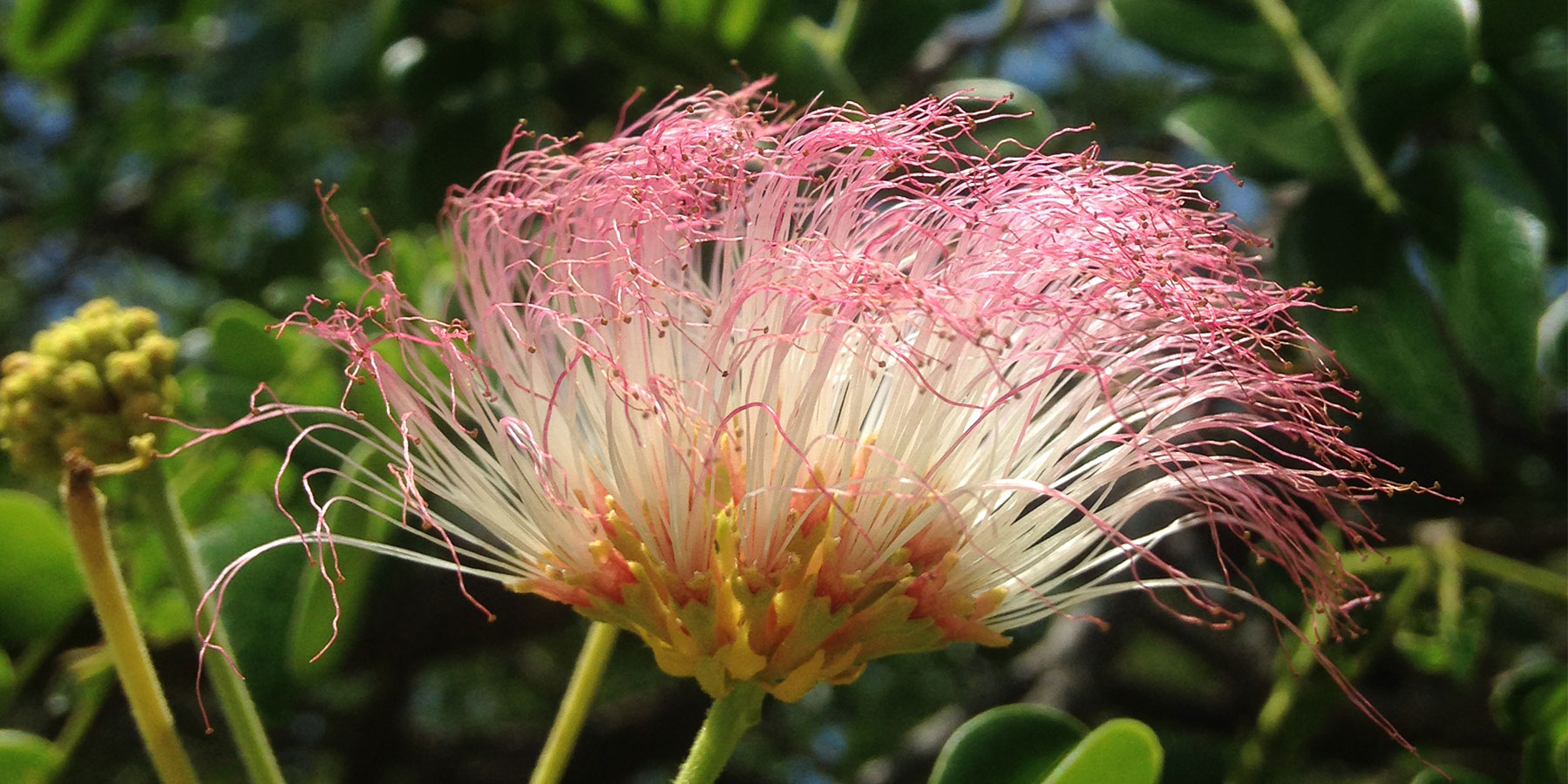 1 Albizia saman TNP.jpg