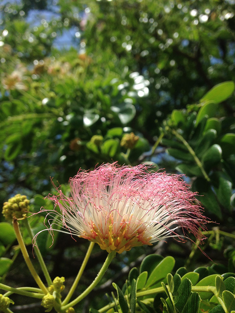 albizia saman (south-american rain tree) — territory native plants