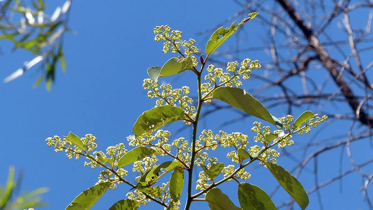 Alphitonia excelsa (Soap Tree/Red Ash) — Territory Native Plants
