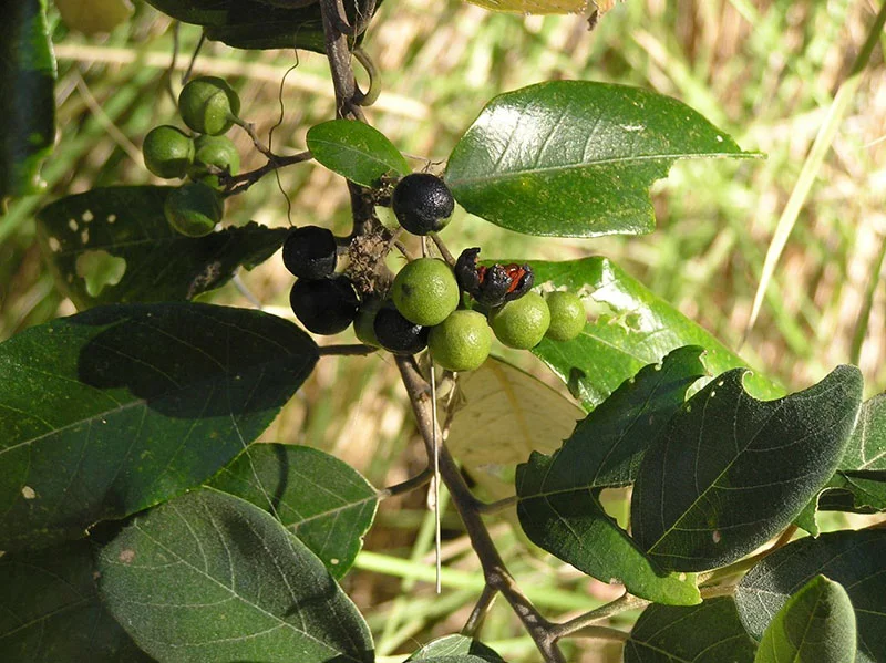Alphitonia excelsa (Soap Tree/Red Ash) — Territory Native Plants