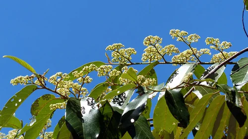 Alphitonia excelsa (Soap Tree/Red Ash) — Territory Native Plants
