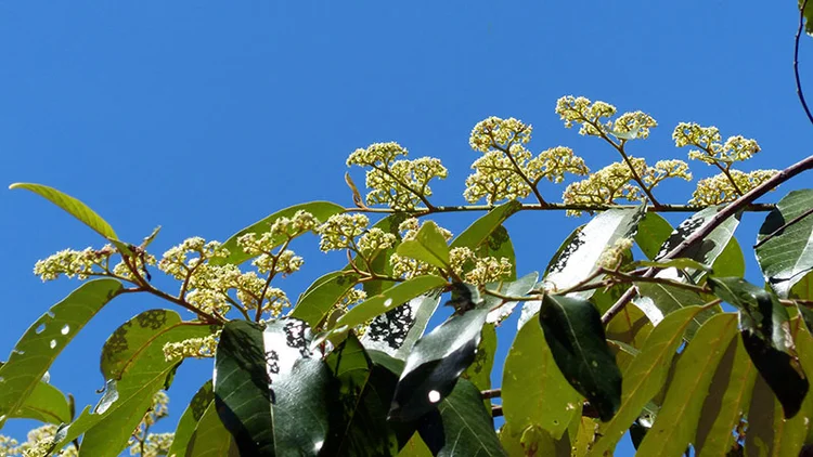 Alphitonia excelsa (Soap Tree/Red Ash) — Territory Native Plants