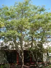 Alphitonia excelsa (Soap Tree/Red Ash) — Territory Native Plants