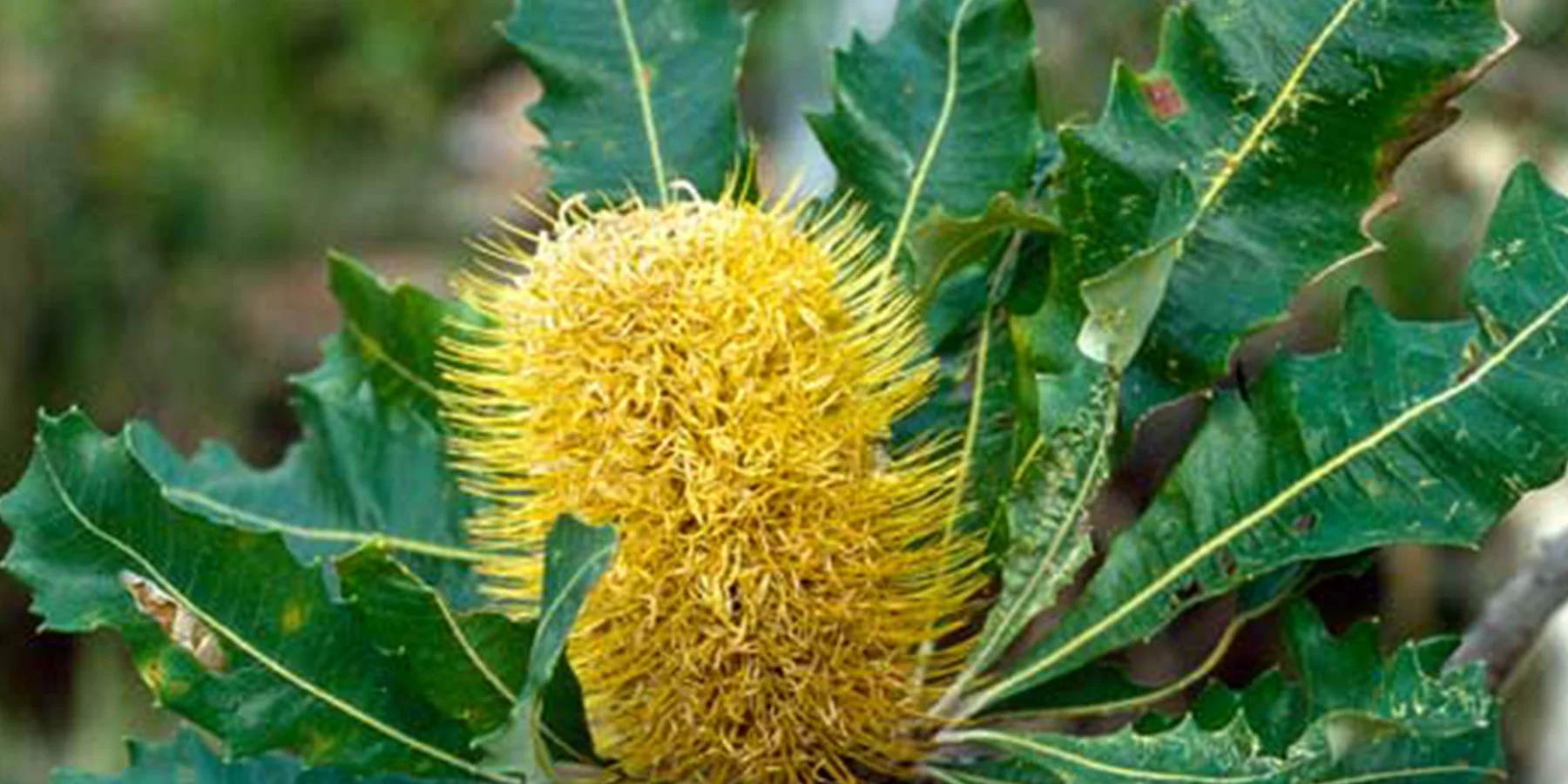 1 Banksia dentata Wrigley.jpg