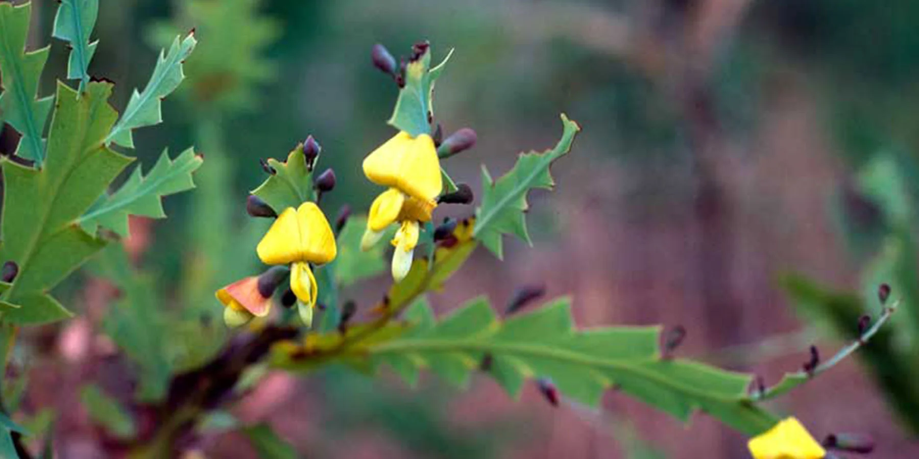 1 Bossiaea bossiaeoides Wrigley.jpg