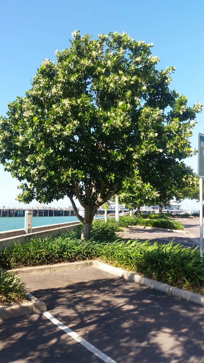 Calophyllum inophyllum (Beauty Leaf) — Territory Native Plants