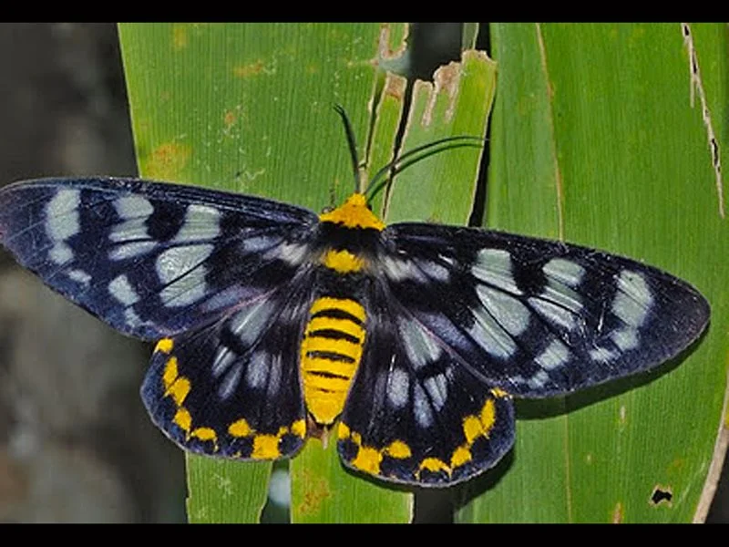4 O’Clock Moth. David Rentz, Bowerbird