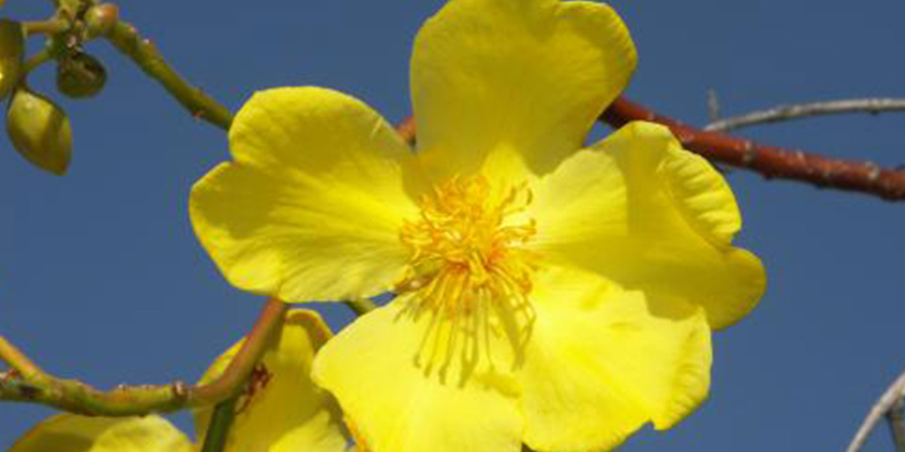 Cochlospermum fraseri (Yellow Kapok) — Territory Native Plants