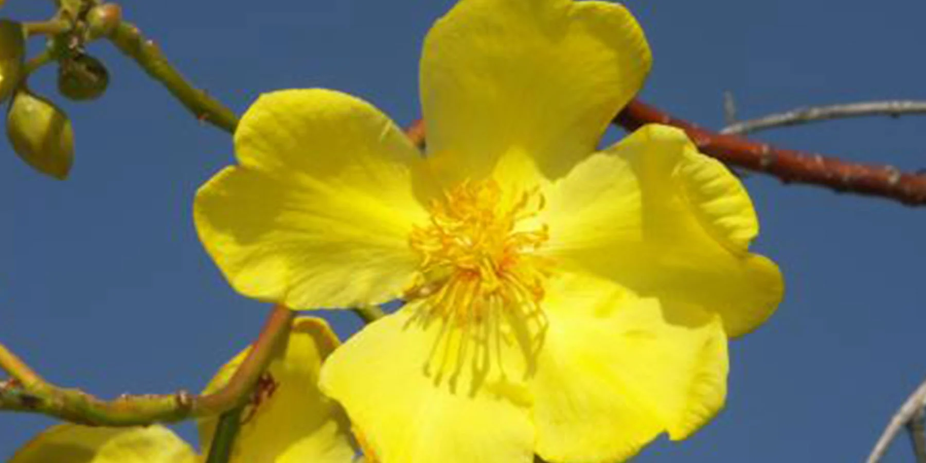 1 Cochlospermum fraseri NT Government.jpg
