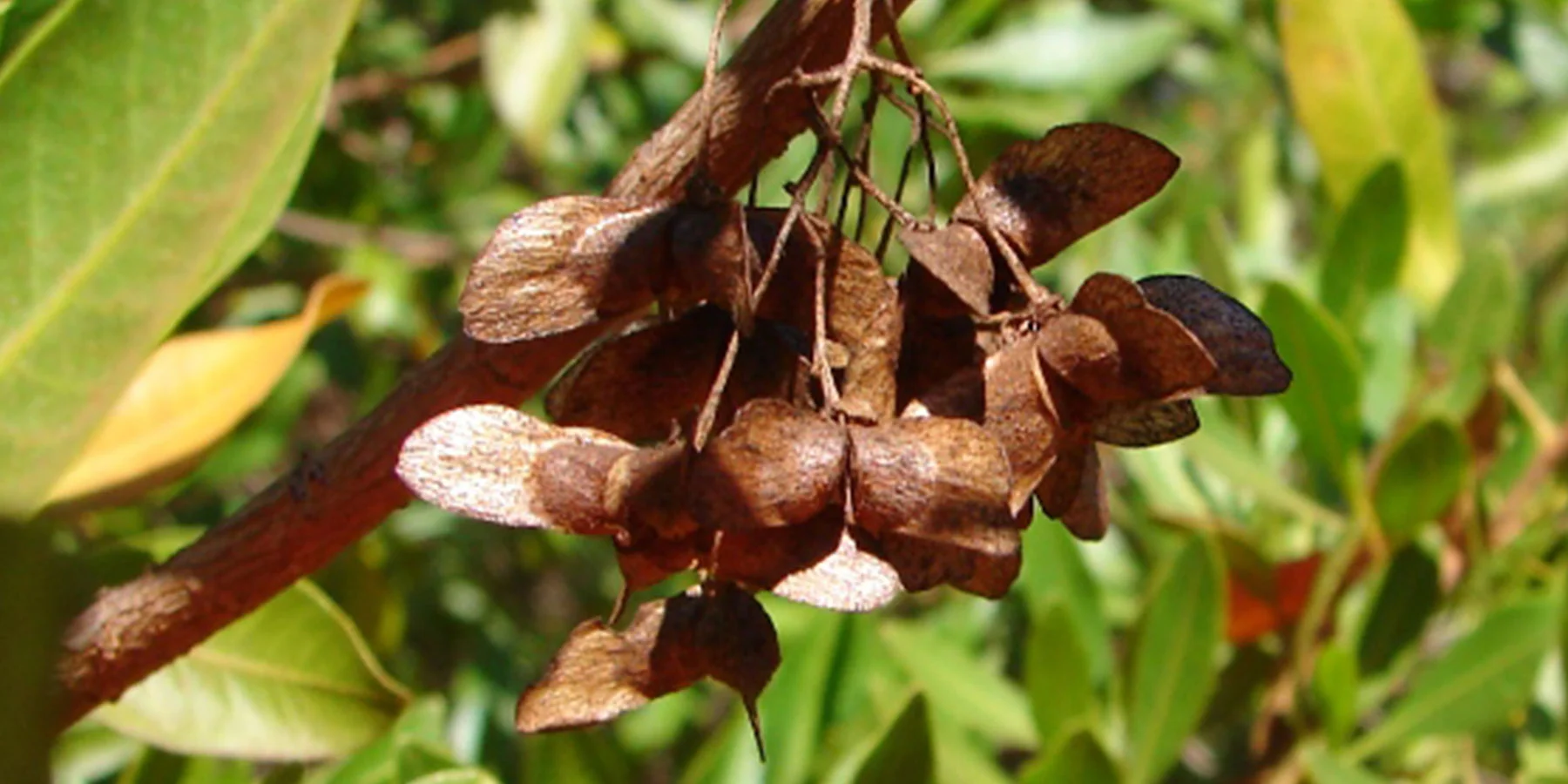 1Dodonaea platyptera Tom Harley.jpg