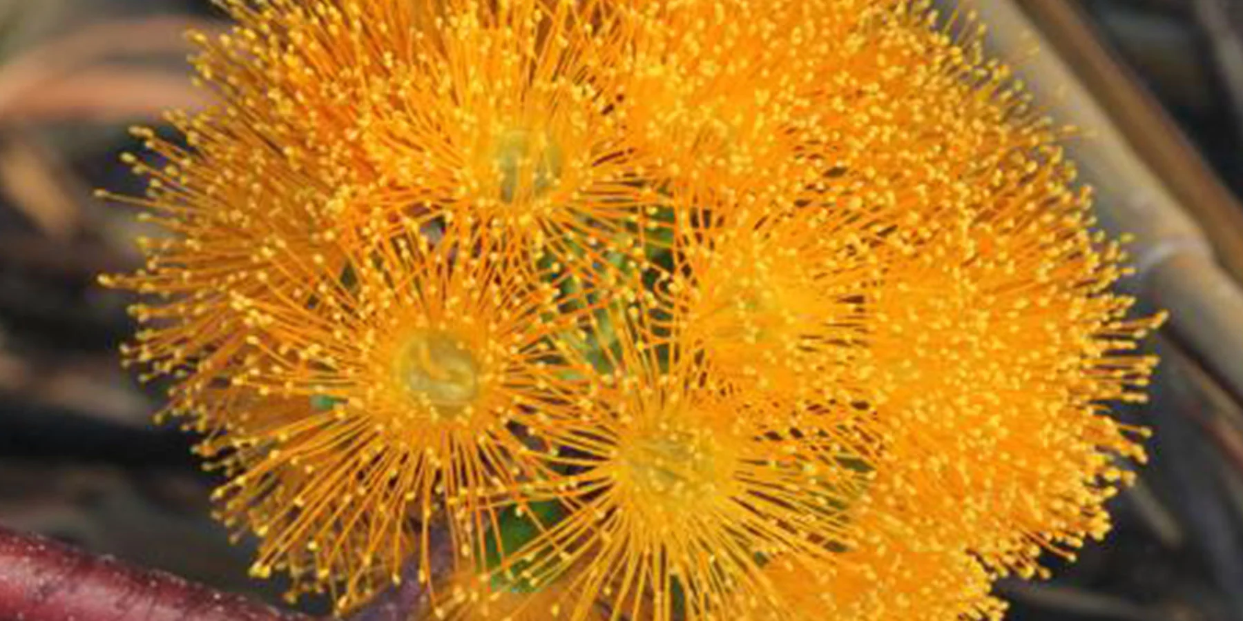 Eucalyptus phoenicea