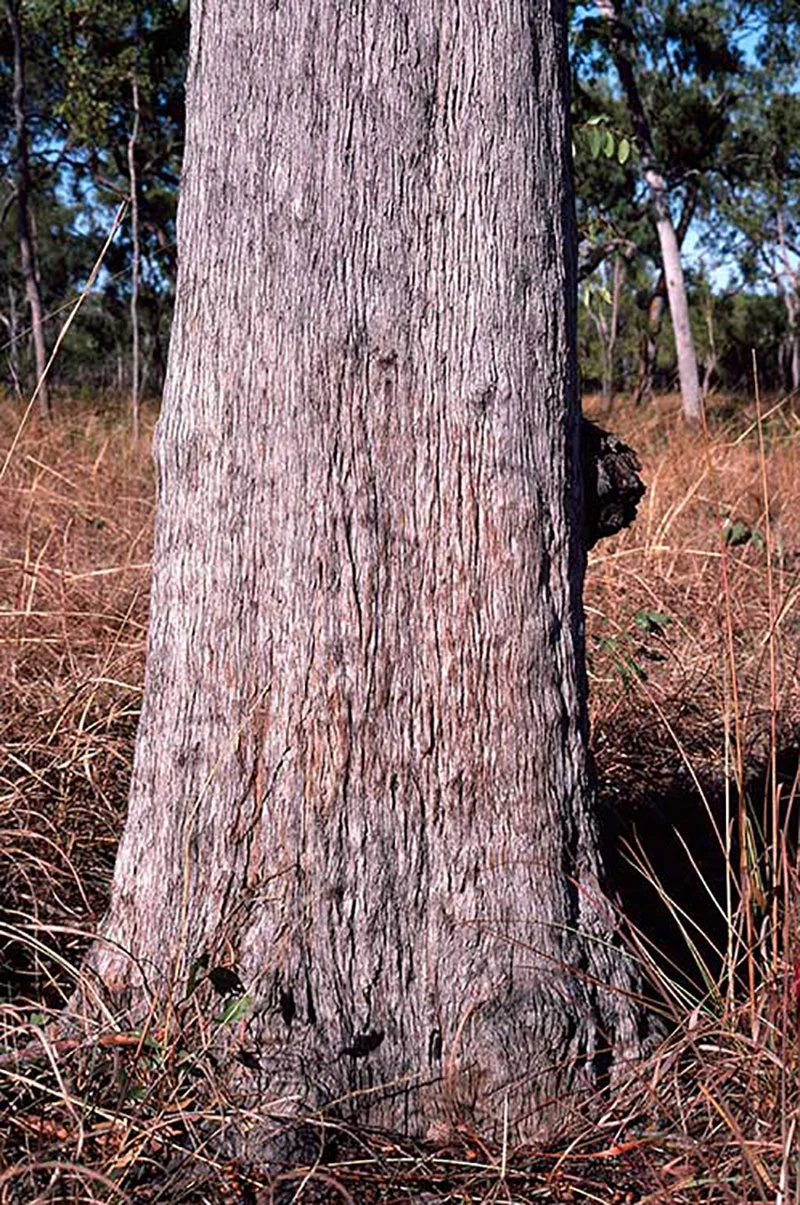 Brooker &amp; Kleinig, ANB