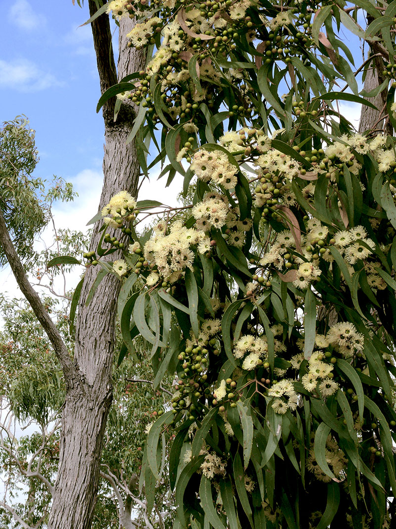 Eucalyptus tetrodonta (Stringybark) — Territory Native Plants