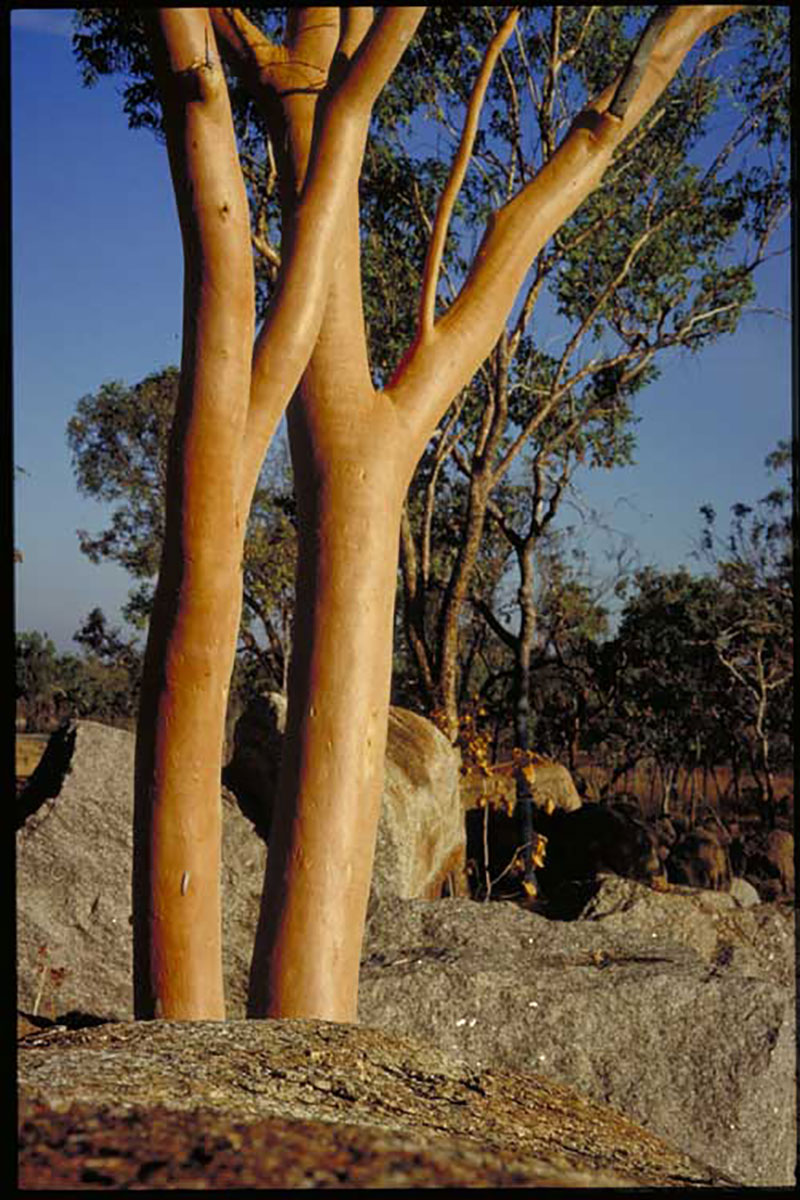 Brooker &amp; Kleinig. ANBG