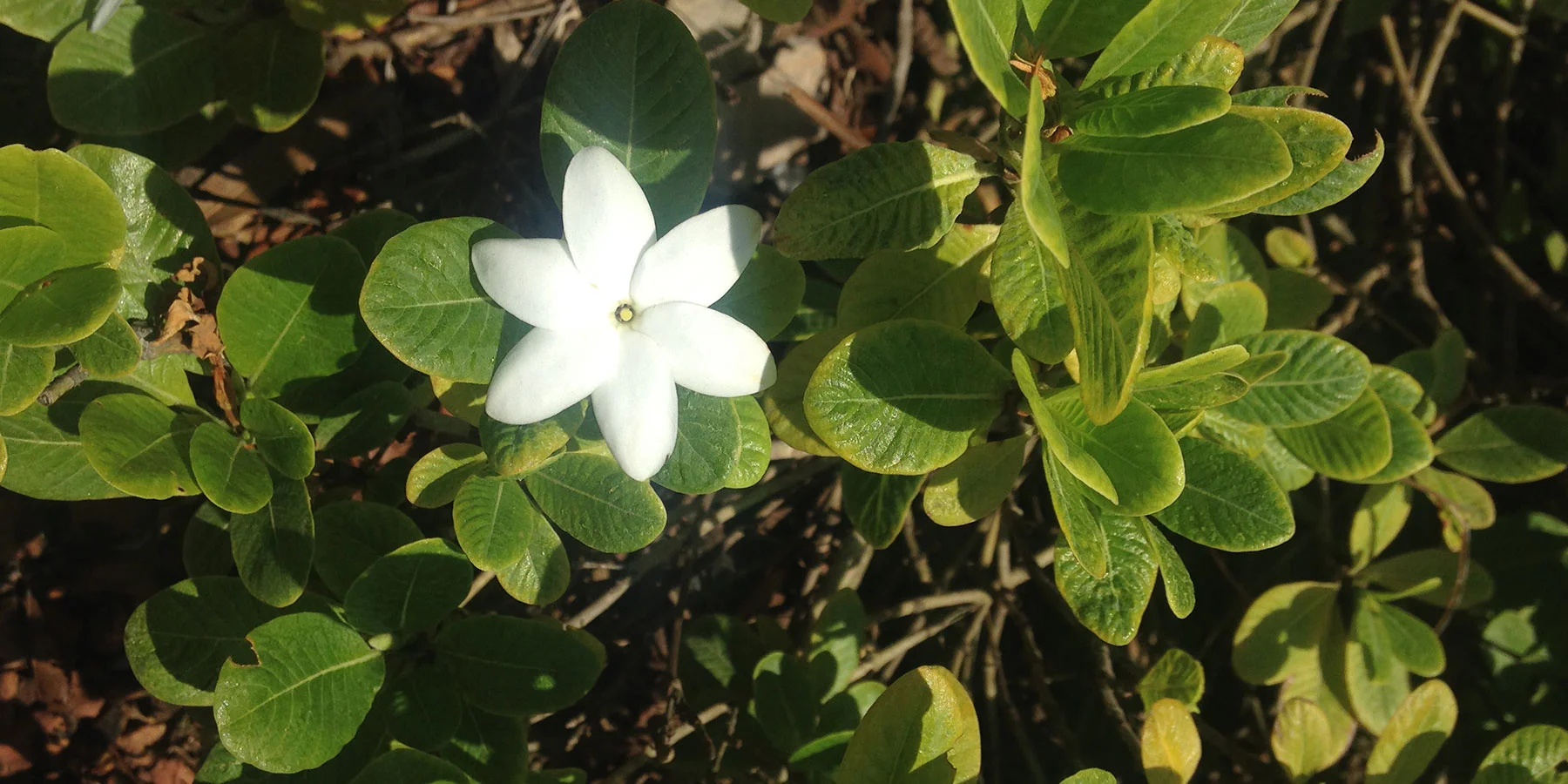 1 Gardenia psidioides TNP.jpg