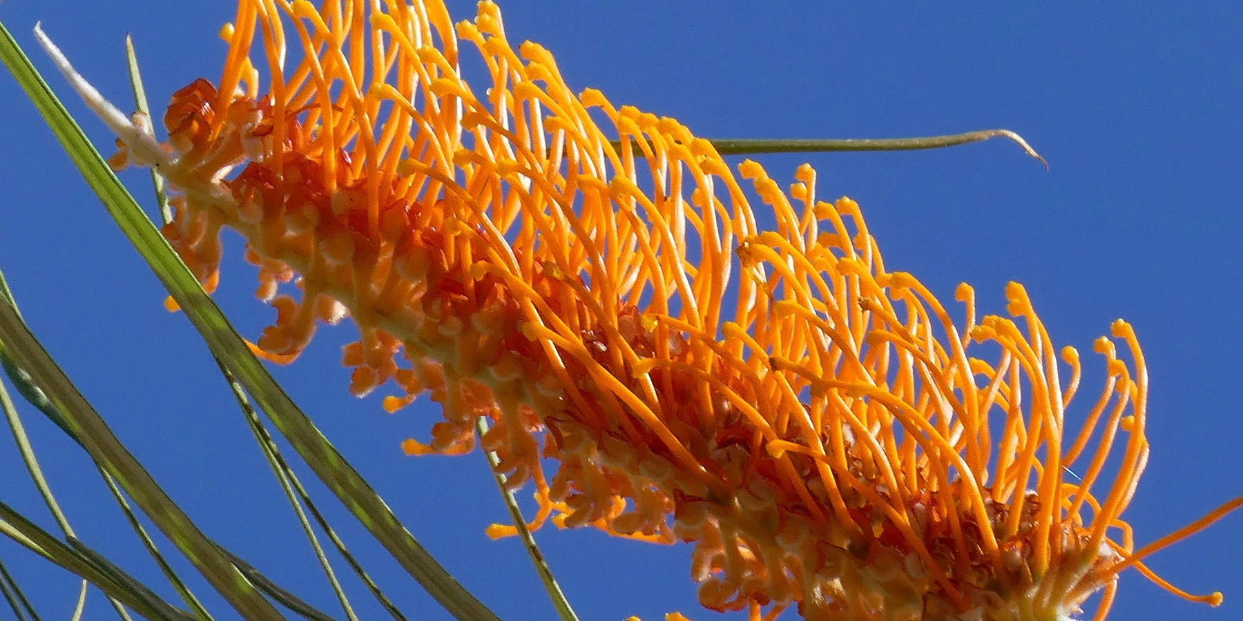 1 Grevillea pteridifolia C.jpg