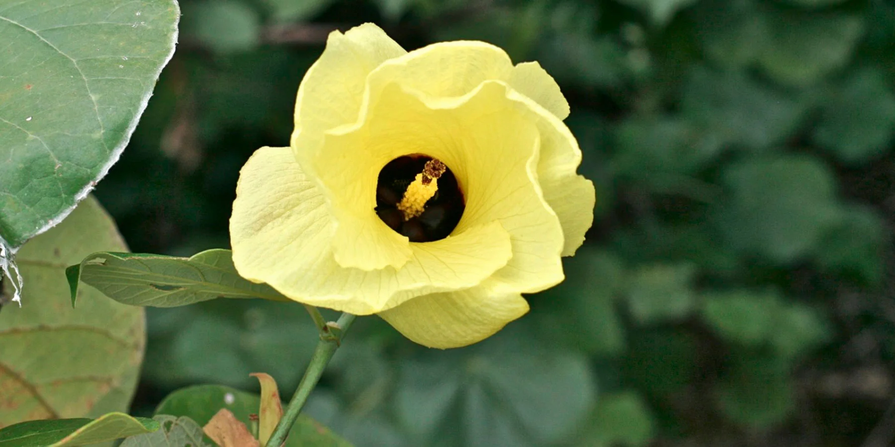 1 Hibiscus tiliaceus I.jpg