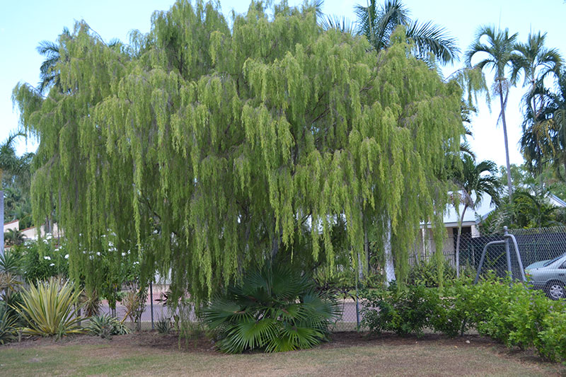 Leptospermum madidum (Weeping Tea Tree) — Territory Native Plants