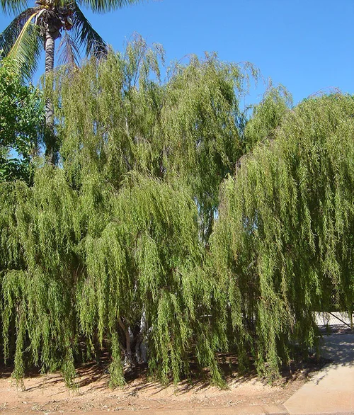 Leptospermum madidum (Weeping Tea Tree) — Territory Native Plants