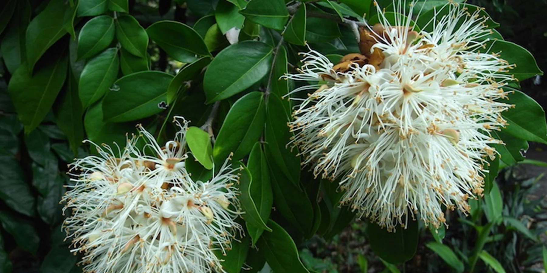 1 Maniltoa Lenticellata Fagg.jpg