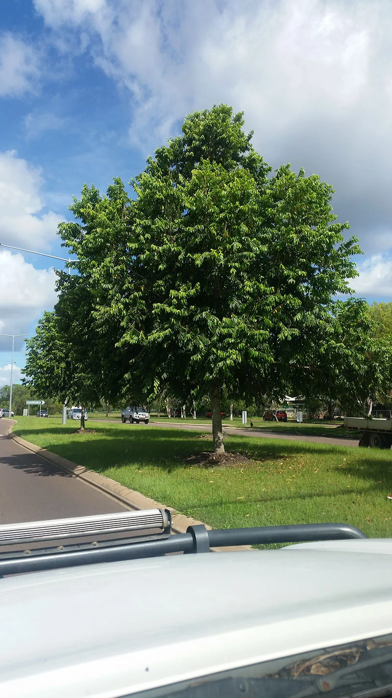 J.Derham, PlantsDirect