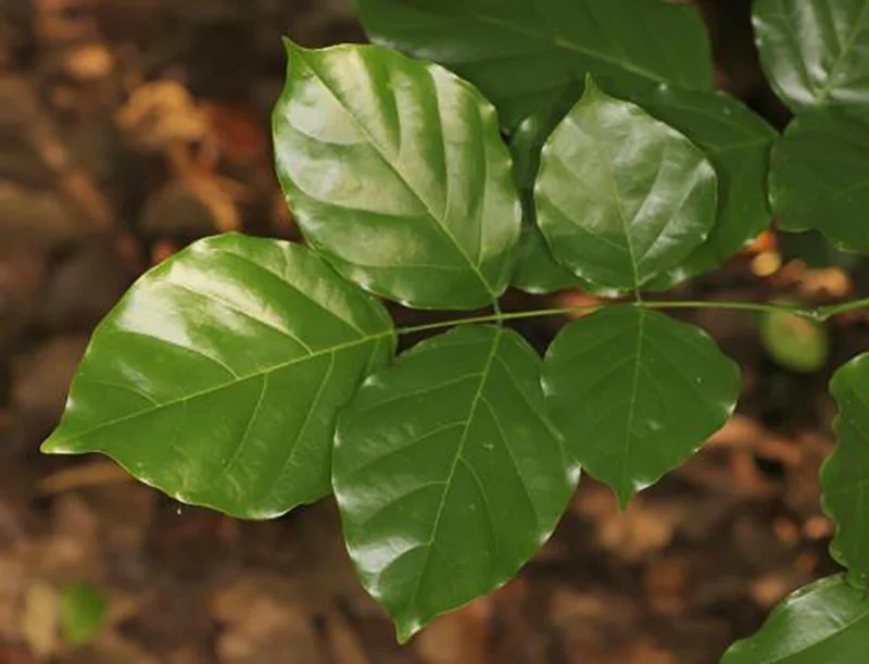 Beech Tree India Millettia pinnata (Pongamia/Indian Beech) — Territory Native Plants