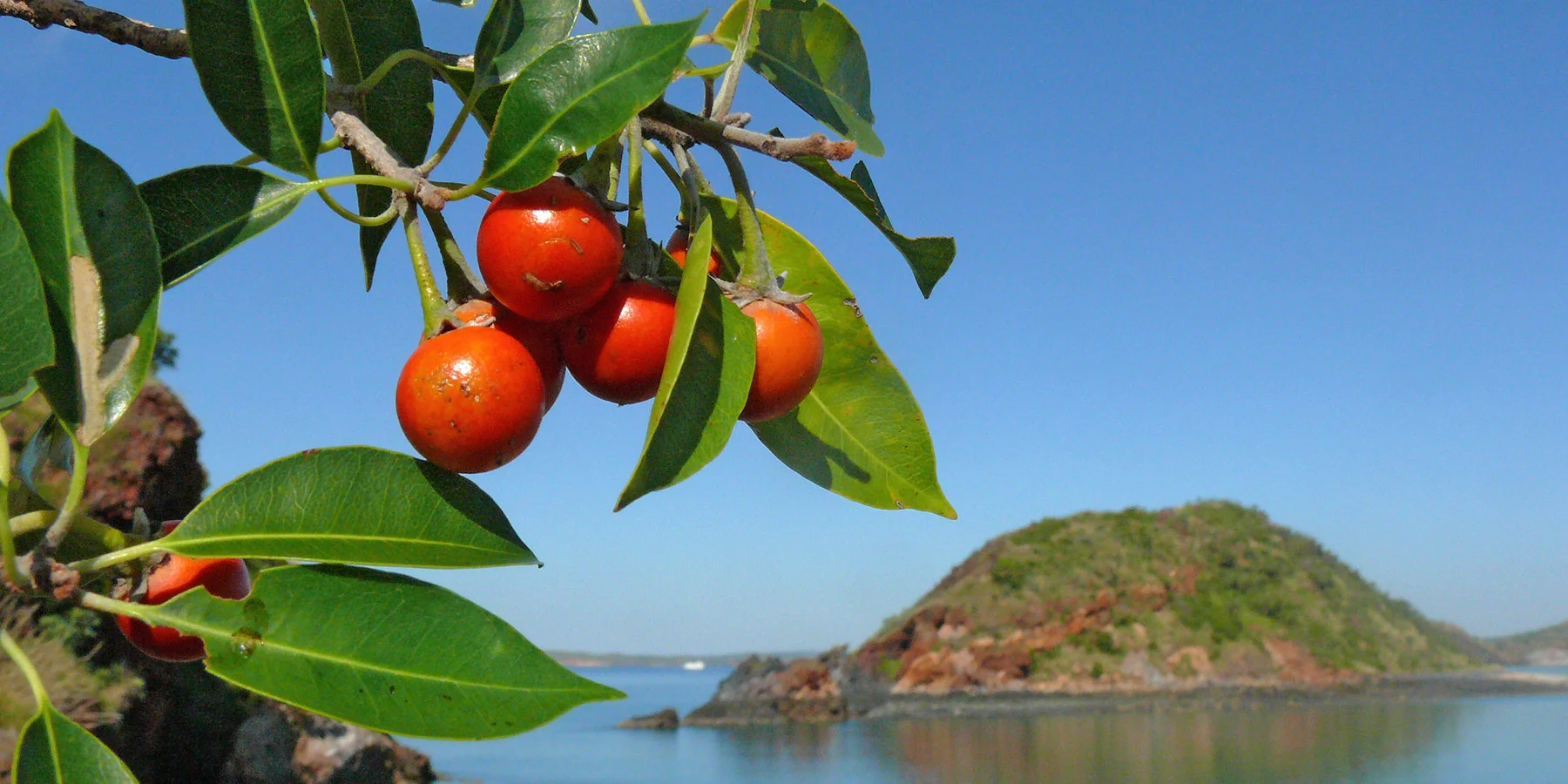 1 Mimusops elengi Ian Morris.jpg