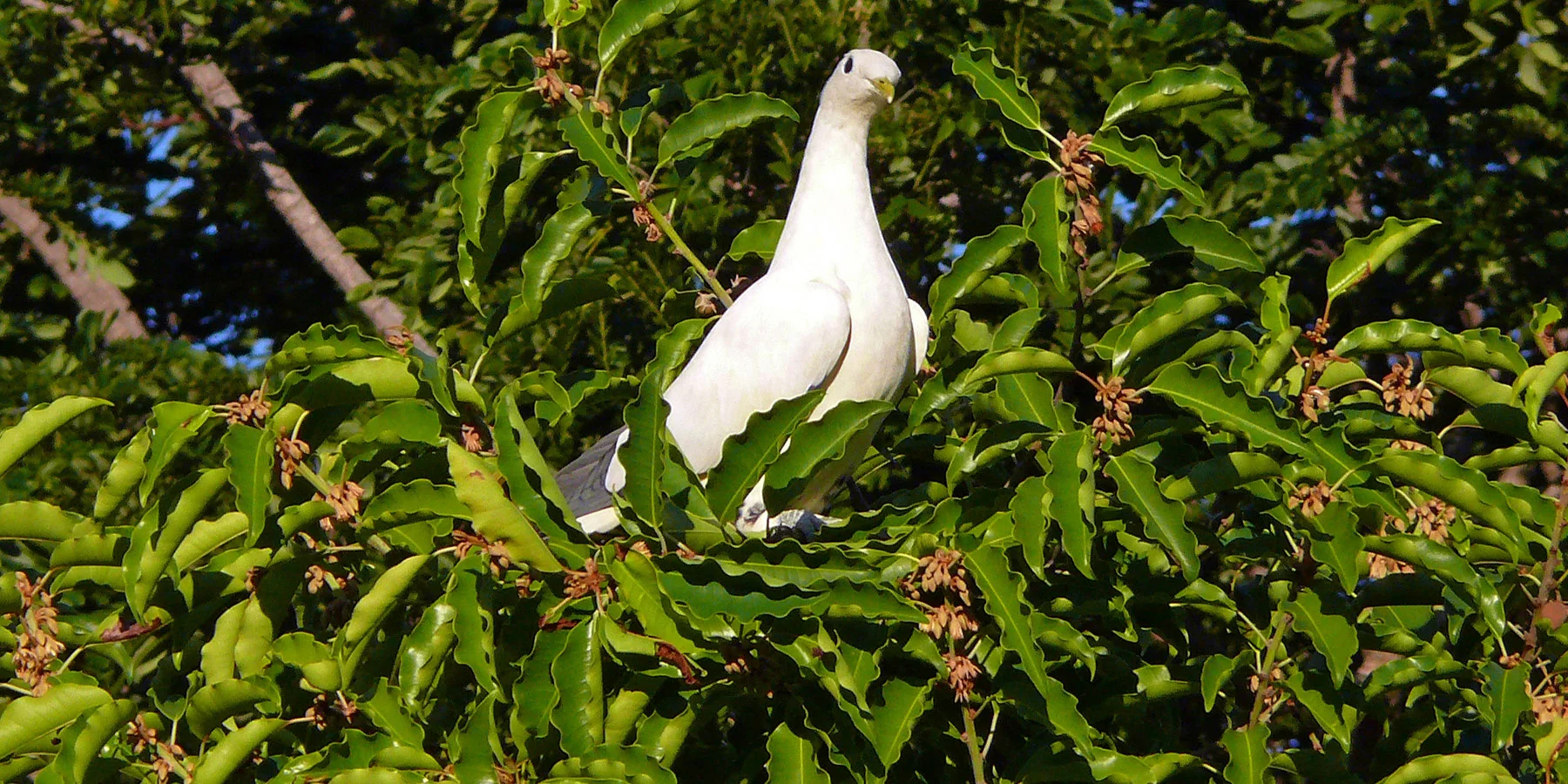 1 Mimusops elengi Ian Morris-1.jpg