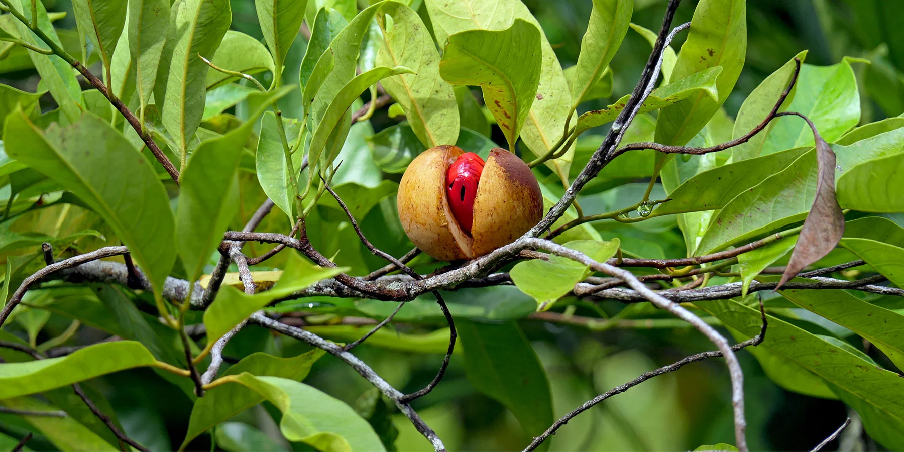 Myristica insipida (Wild Nutmeg) — Territory Native Plants