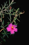 osbeckia-australiana-purple-osbeckia-territory-native-plants
