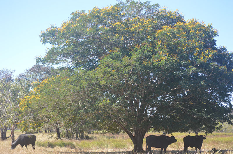 Peltophorum pterocarpum (Yellow Flame Tree) — Territory Native Plants