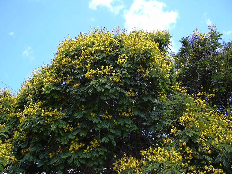 Peltophorum pterocarpum (Yellow Flame Tree) — Territory Native Plants