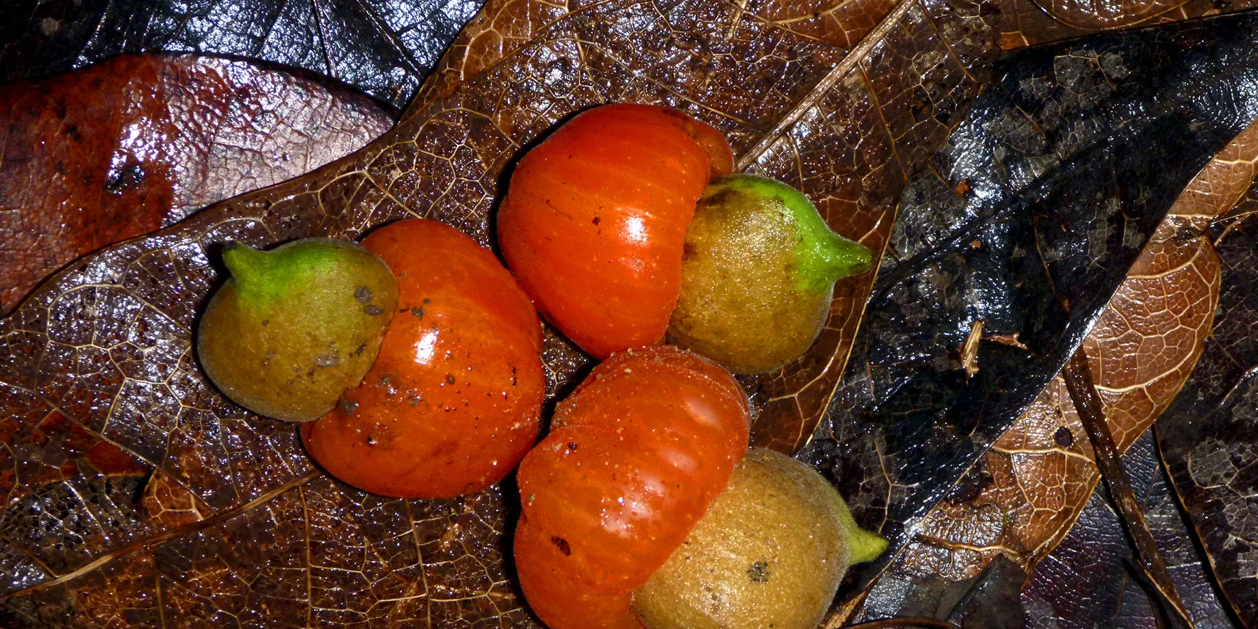 1 Semecarpus australiensis Ian Morris.jpg