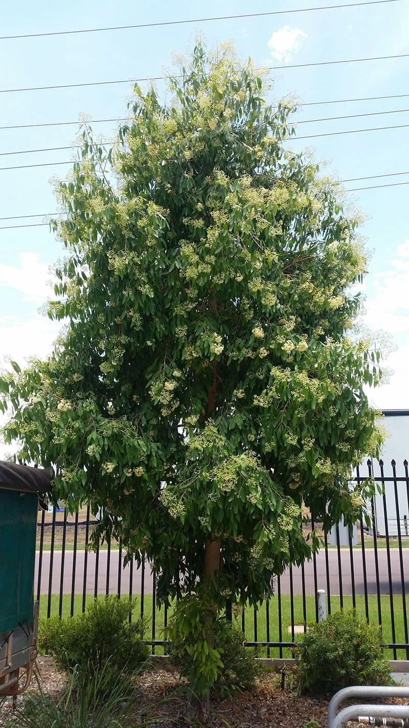 J.Derham, PlantsDirect