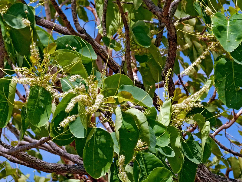 Terminalia ferdinandiana (Kakadu plum/Billy goat plum)