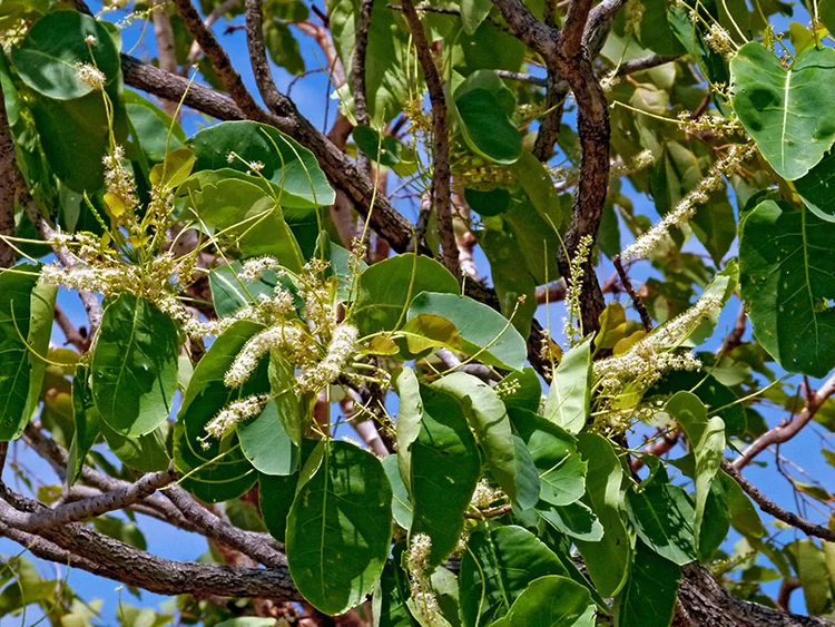 Terminalia ferdinandiana (Kakadu plum/Billy goat plum) — Territory ...