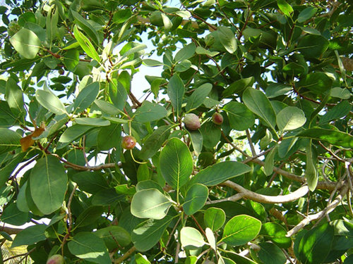 Terminalia ferdinandiana (Kakadu plum/Billy goat plum) — Territory ...