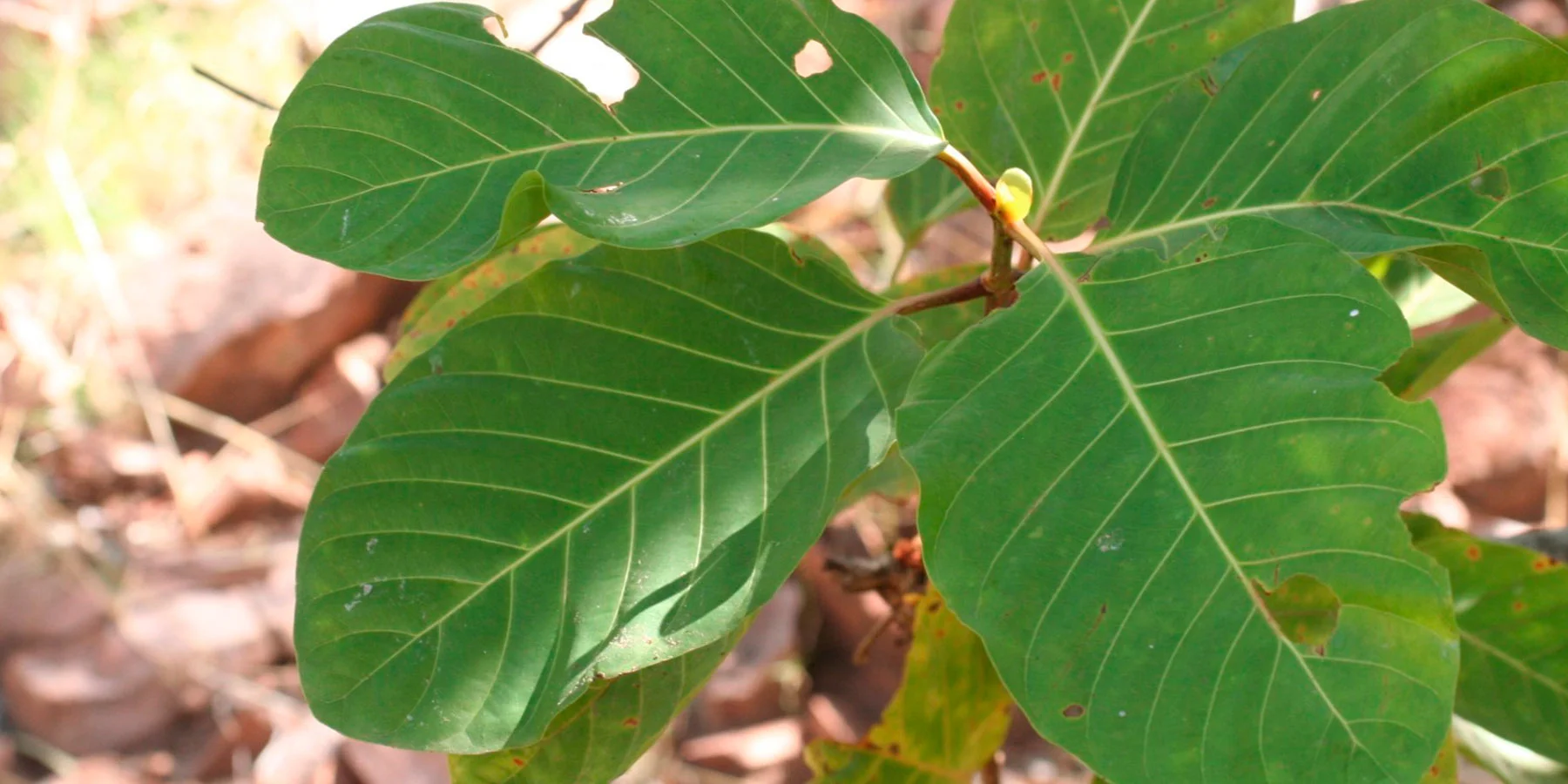 1 Terminalia platyphylla I.McMaster ALA.jpg