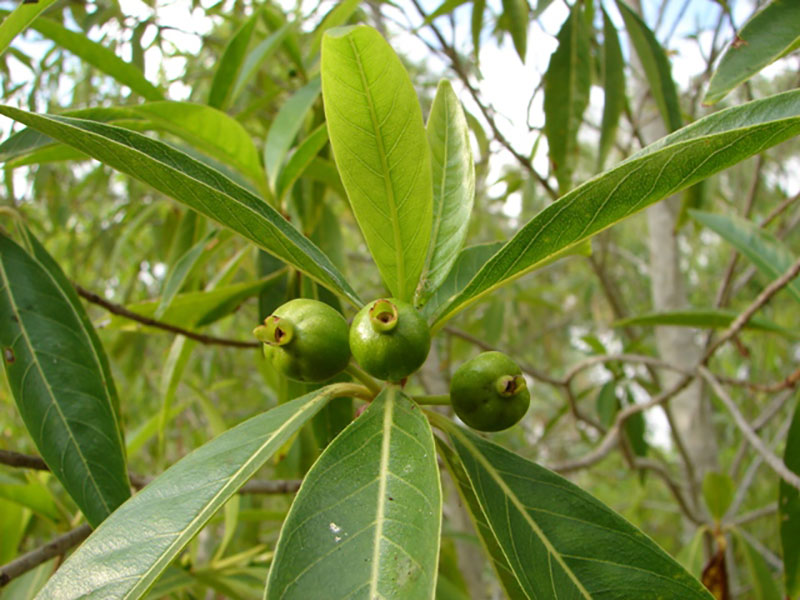 Timonius timon (Tim-Tim) — Territory Native Plants