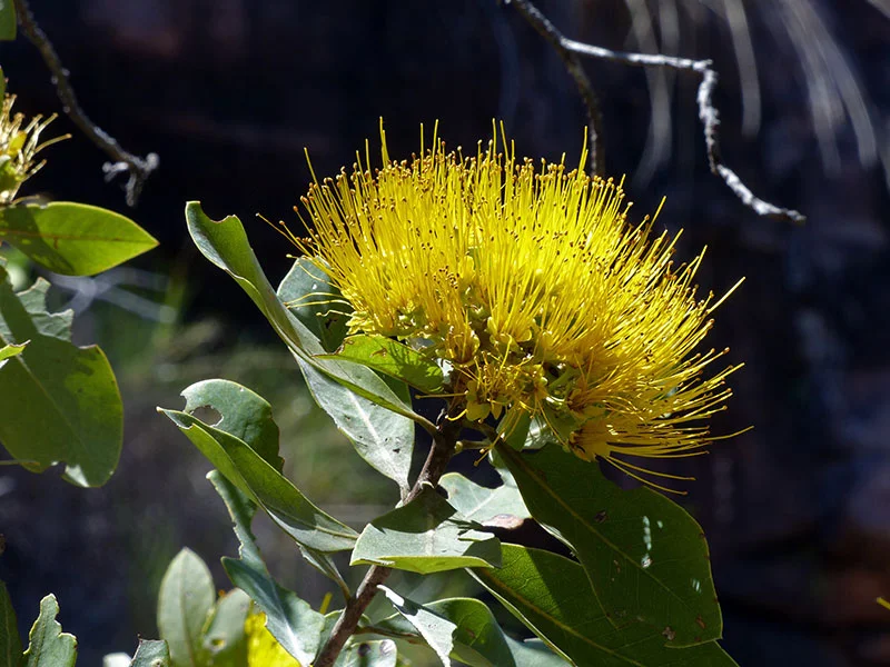 Xanthostemon paradoxus (Bridal tree) — Territory Native Plants