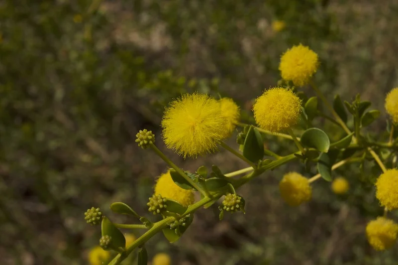 ** Acacia nuperrima Nicholas Smith.jpg