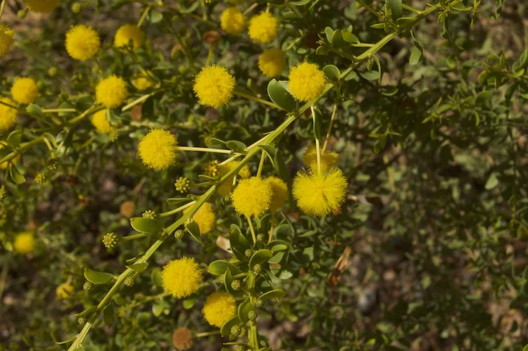 Acacia Nuperrima (Groundcover Wattle) — Territory Native Plants