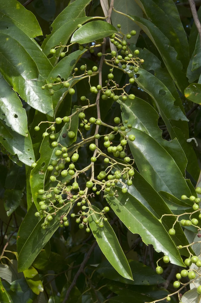 Alphitonia excelsa (Soap Tree/Red Ash) — Territory Native Plants