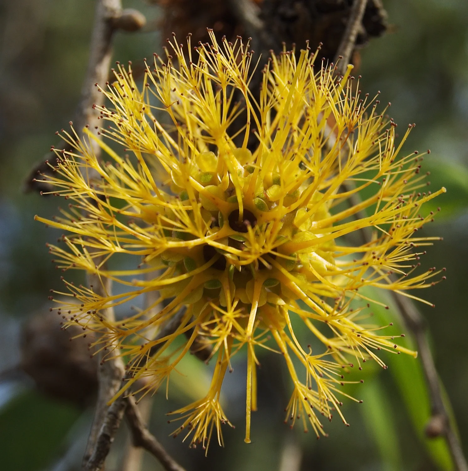 Asteromyrtus symphyocarpa