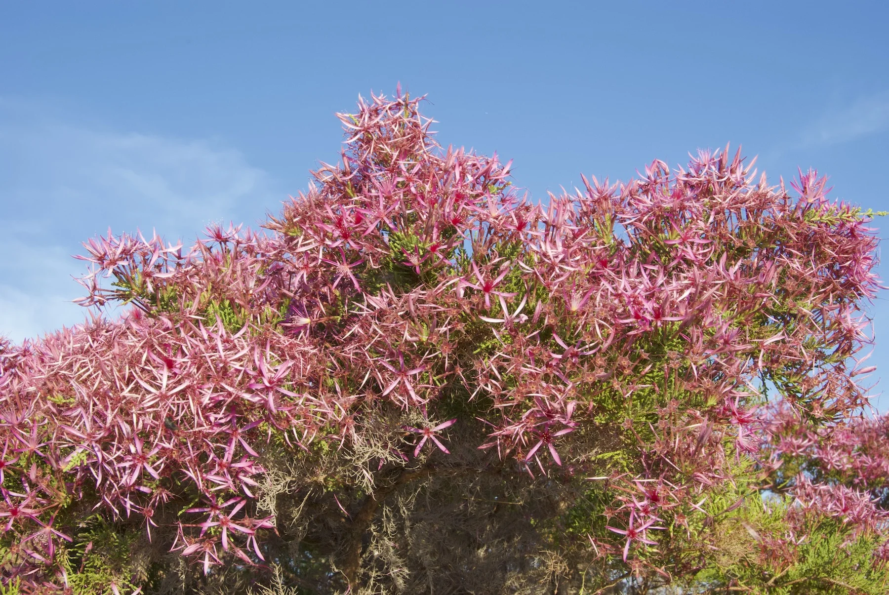 Calytrix exstipulata