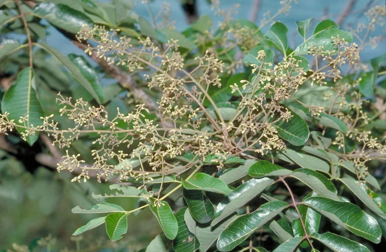 Canarium australianum