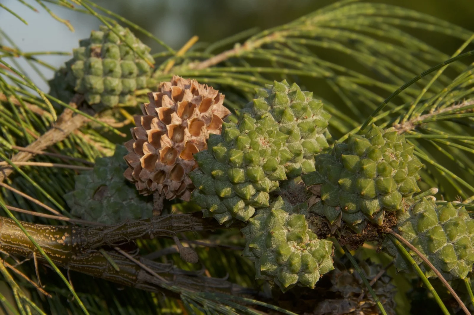 Casuarina equisetifolia