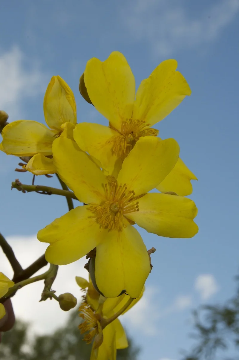 Cochlospermum fraseri