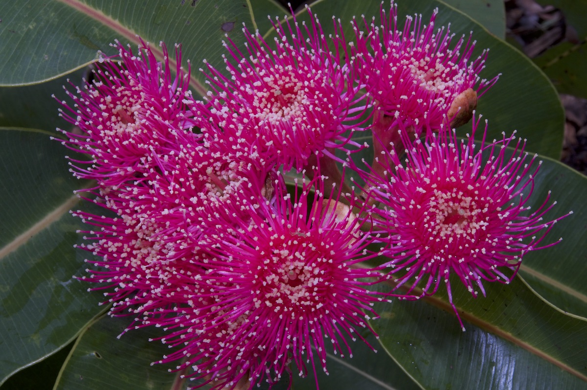 1 Corymbia ptychocarpa Nicholas Smith.jpg